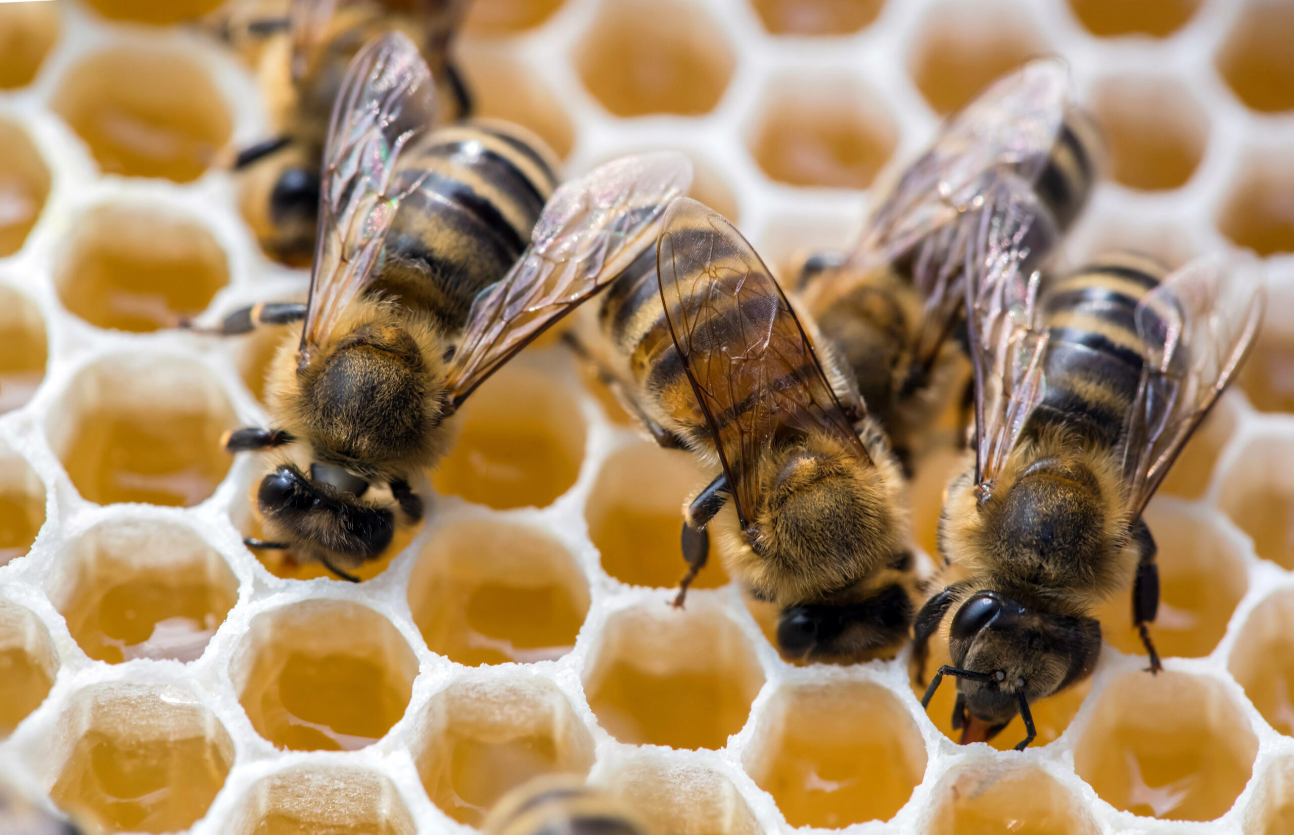 Nahaufnahme von Bienen, die Honigwaben befüllen.
