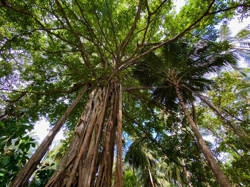 Bis zu 300 Jahre alt sind die mächtigen Banyan Trees auf der Insel Amilla Maldives Resort & Residences.