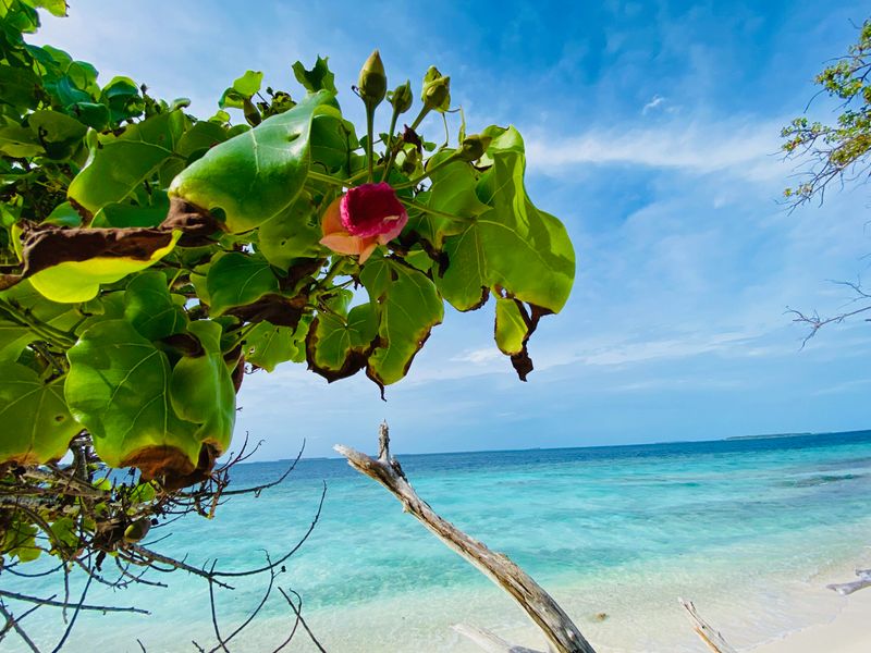 Unberührte Natur am wilden Inselkap der Amilla Maldives Resort & Residences.