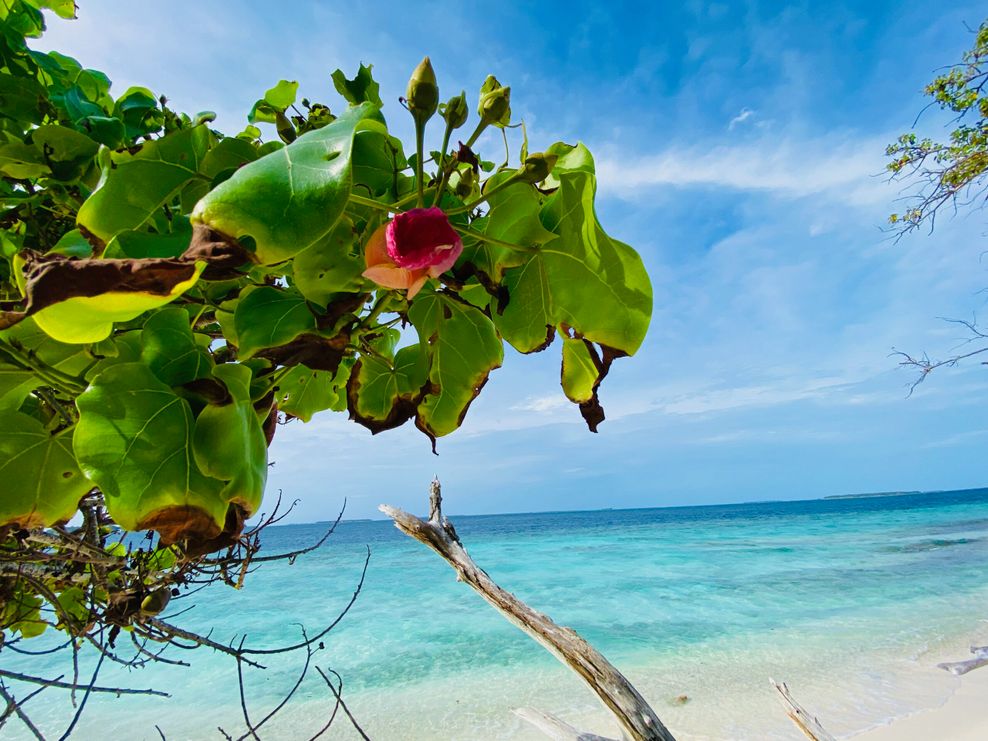 Unberührte Natur am wilden Inselkap der Amilla Maldives Resort & Residences.