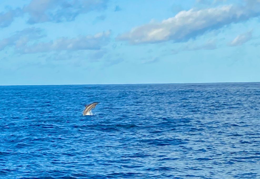 Spinnerdelfine begrüßen mich auf meiner Bootsfahrt von Malé ins Anantara Dhigu Maldives Resort.