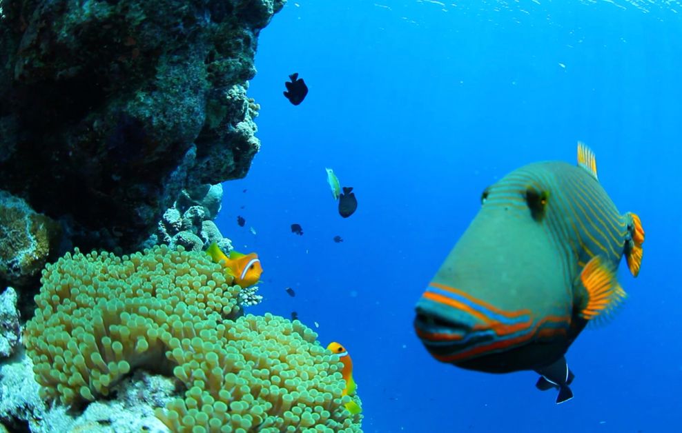 Schillernde Farben und berauschende Formen bewundere ich während einer Schnorchel-Exkursion zu einem Korallengarten im Süd-Male-Atoll.