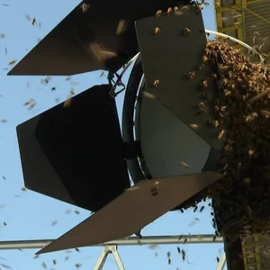 Bienenschwarm in Dortmund