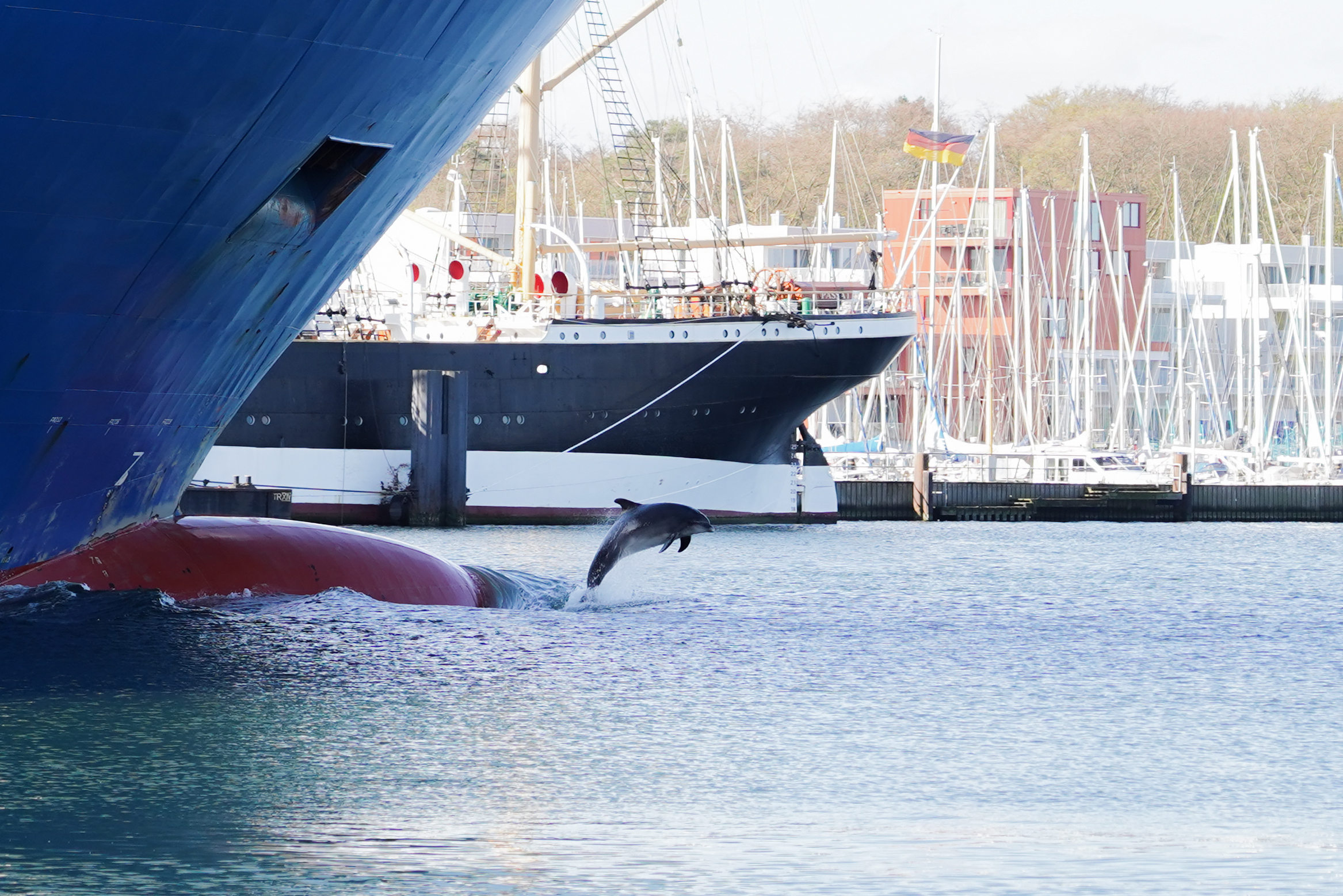 Delfin „Delle“ ist zwischen Schiffen an der Trave zu sehen.