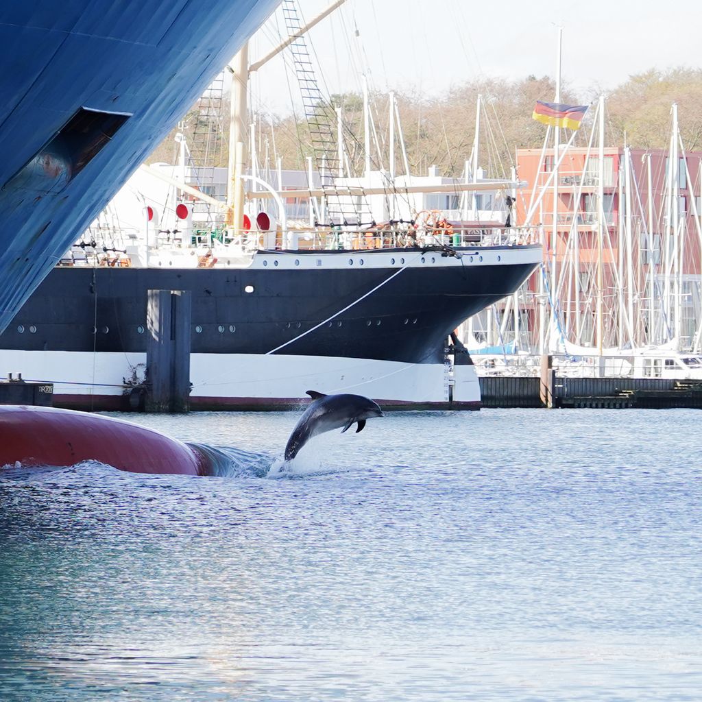 Delfin „Delle“ ist zwischen Schiffen an der Trave zu sehen.