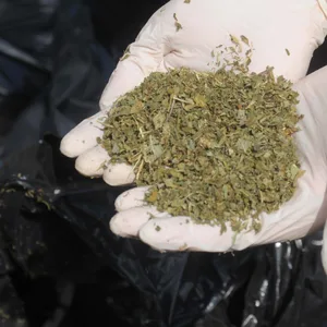 Neugieriger Anwohner führt Polizei zu Drogenplantage