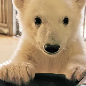 Hagenbecks Eisbärbaby ist ein Mädchen.