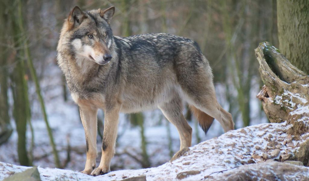 Wolf oder Söder – wer ist gefährlicher fürs Land?