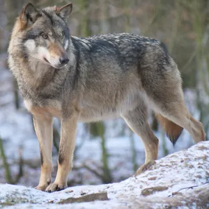 Aufnahme eines Europäischen Grauwolfs
