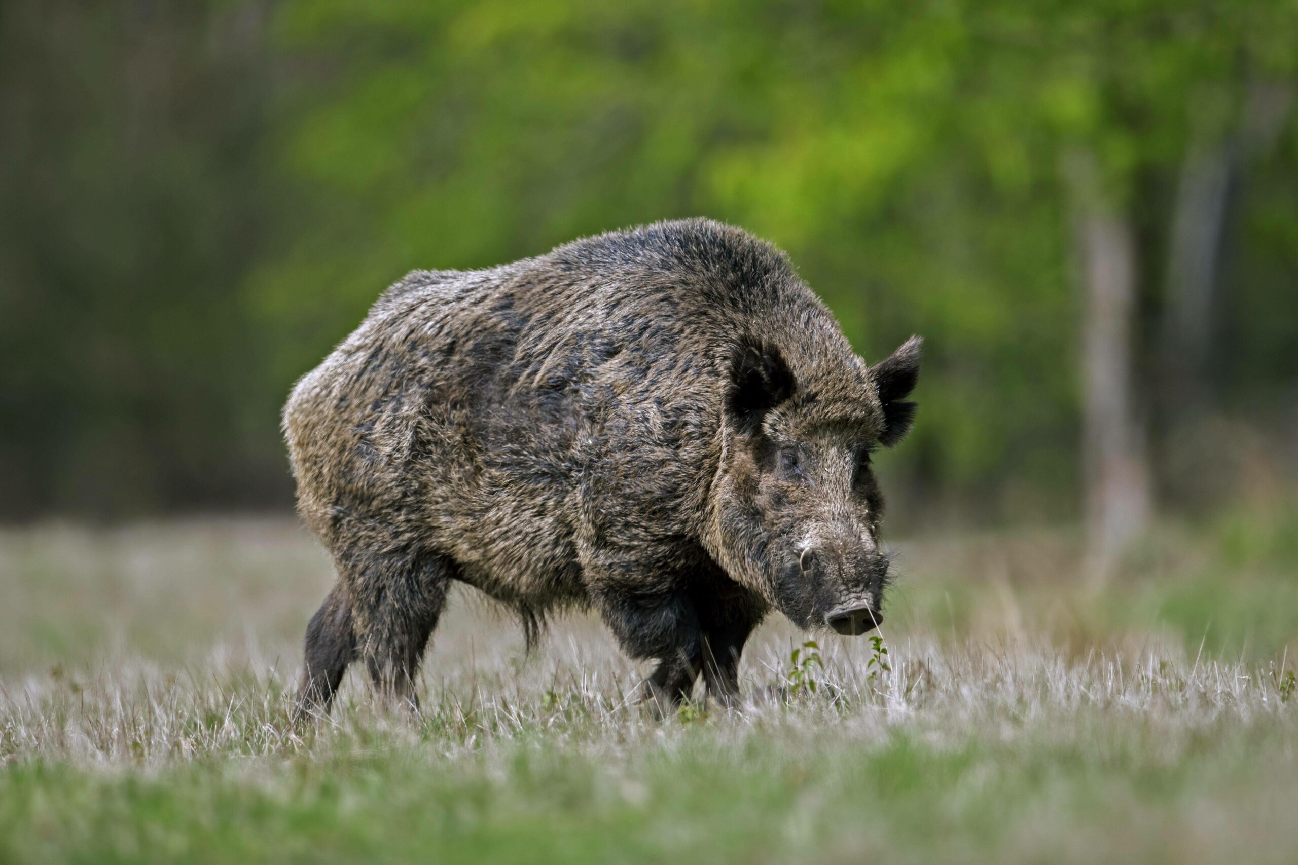 Wildschwein (Symbolbild).