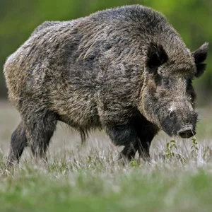 Wildschwein (Symbolbild).