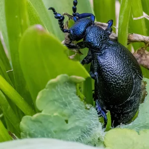 Gefährlich und gefährdet: Der Blaue Ölkäfer (Meloe proscarabaeus).