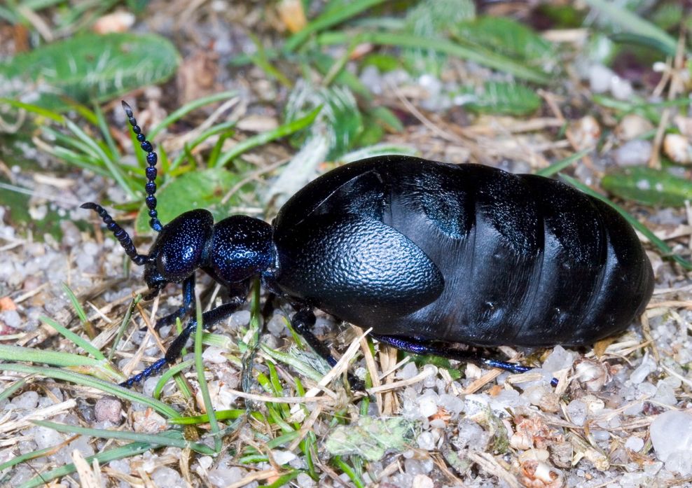 Ein Schwarzblauer Ölkäfer.