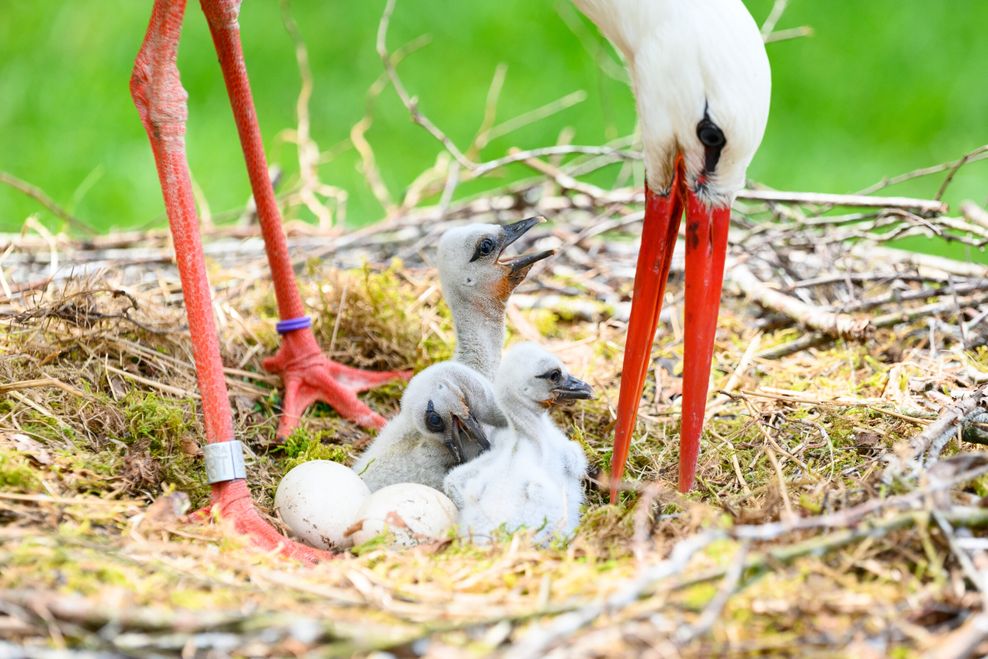 Mahlzeit! Ein Elterntier versorgt die hungrigen Storchen-Babys mit Nahrung.