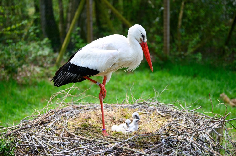 Im Wildpark Eekholt ist in dieser Woche bereits das dritte Storchen-Baby geschlüpft.