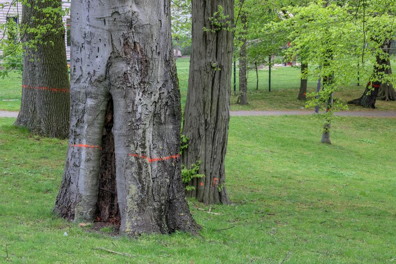 alter Baum soll gefällt werden