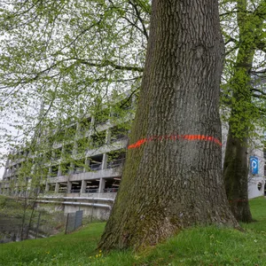 Eichen im AK Altona