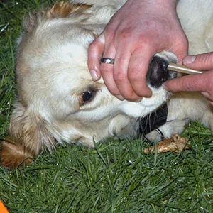 Ein Hund wird behandelt (Archivfoto).