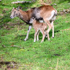Ein Mufflon-Lamm steht bei seiner Mutter auf einer Wiese.