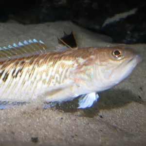 ein braun gemusterter Pertermännchen-Fisch auf dem Meeresgrund