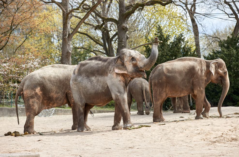 Elefantendame Shandra (M) ist in ihrem Gehege in Hagenbeck gestürzt (Archivbild).