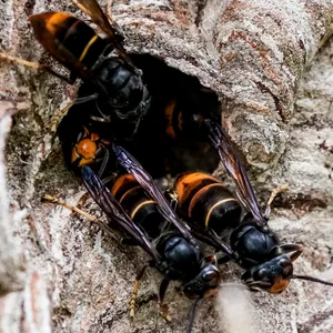 Asiatische Hornissen (Vespa Velutina Nigrithorax) sammeln sich an einem Ausgang ihres Nestes