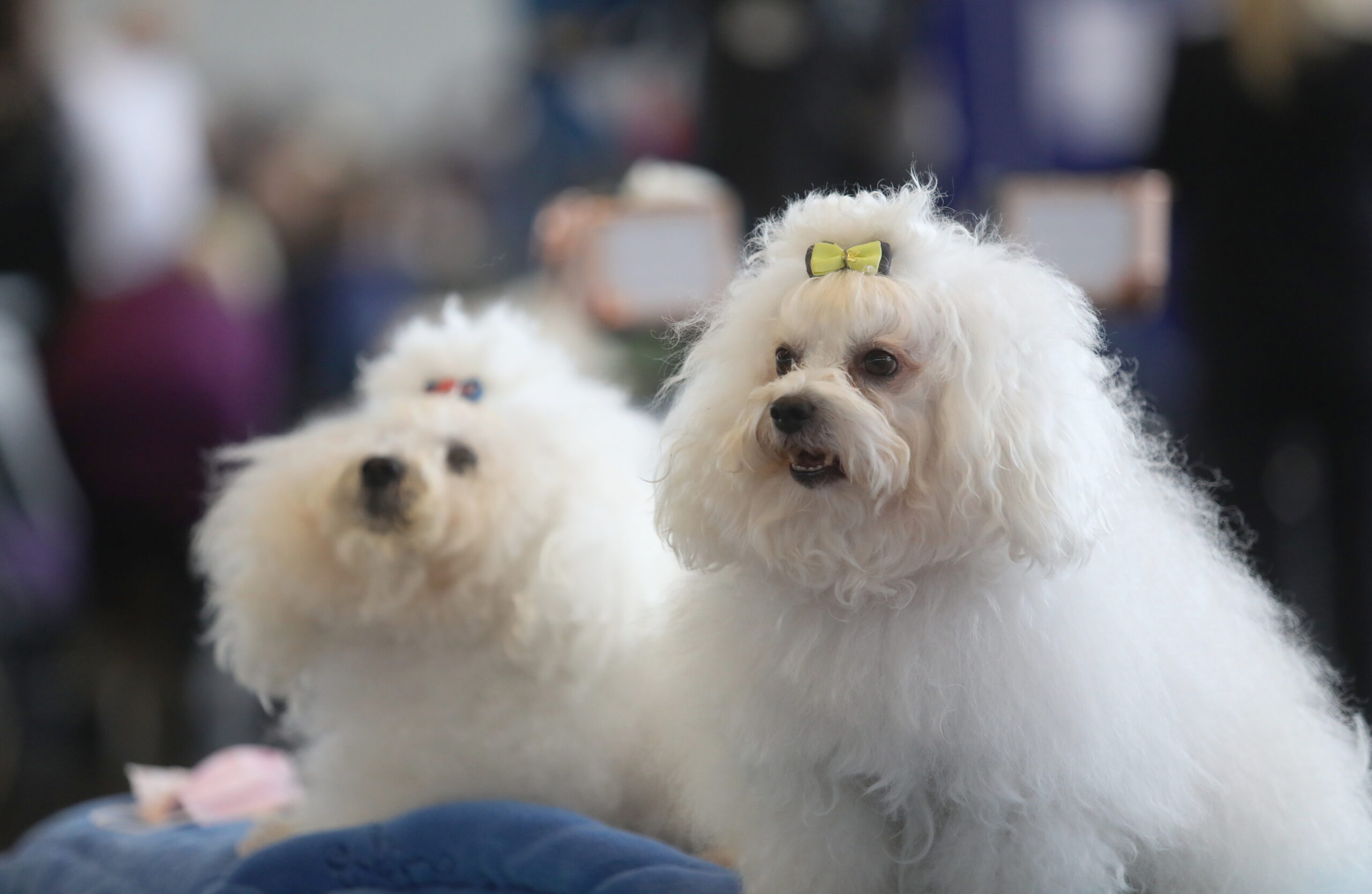Zwei weiße Bologneser-Hunde