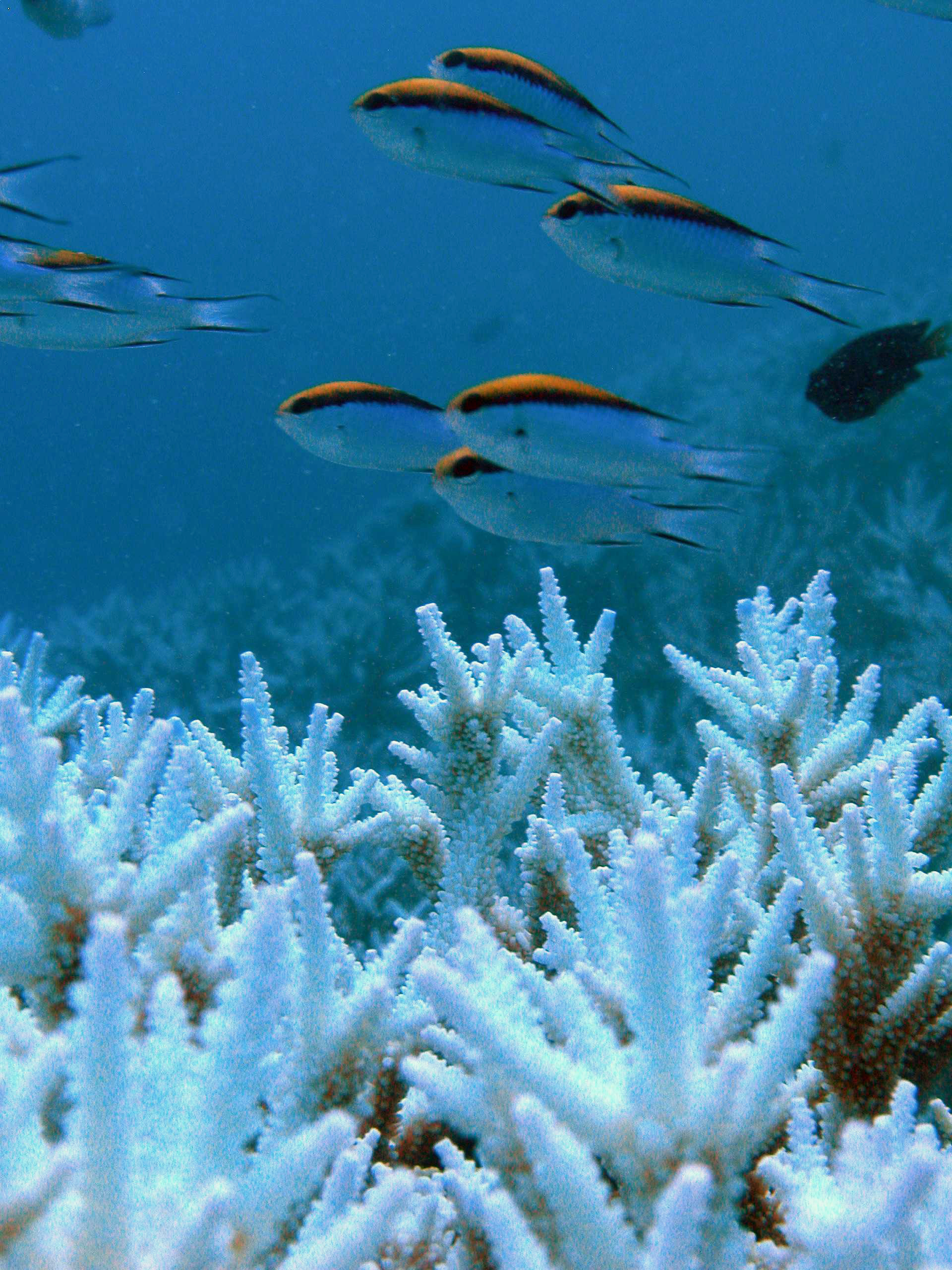 Weiß verblichene Korallen im Great Barrier Reef.
