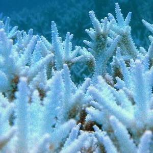 Weiß verblichene Korallen im Great Barrier Reef.