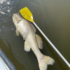 Ein toter Fisch treibt im Wasser.
