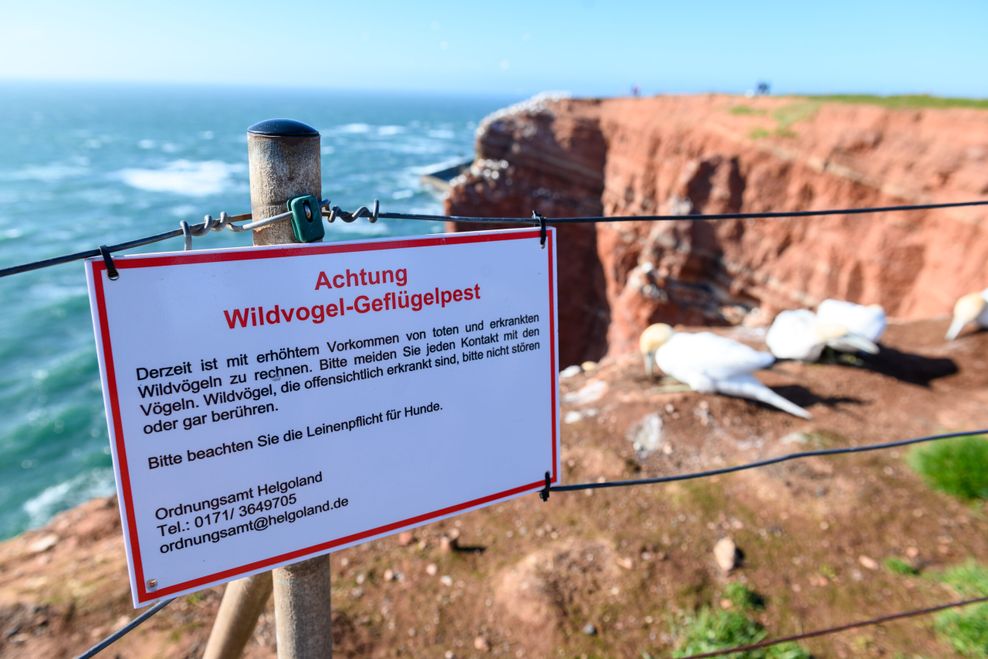 Ein Warnschild mit der Überschrift "Achtung Wildvogel-Geflügelpest" hängt an einem Geländer auf den Lummenfelsen