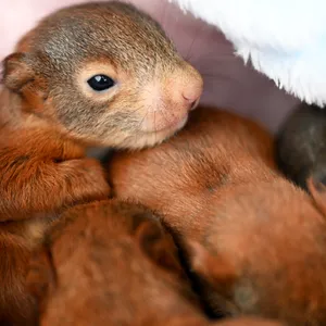 zwei Eichhörnchenbabys