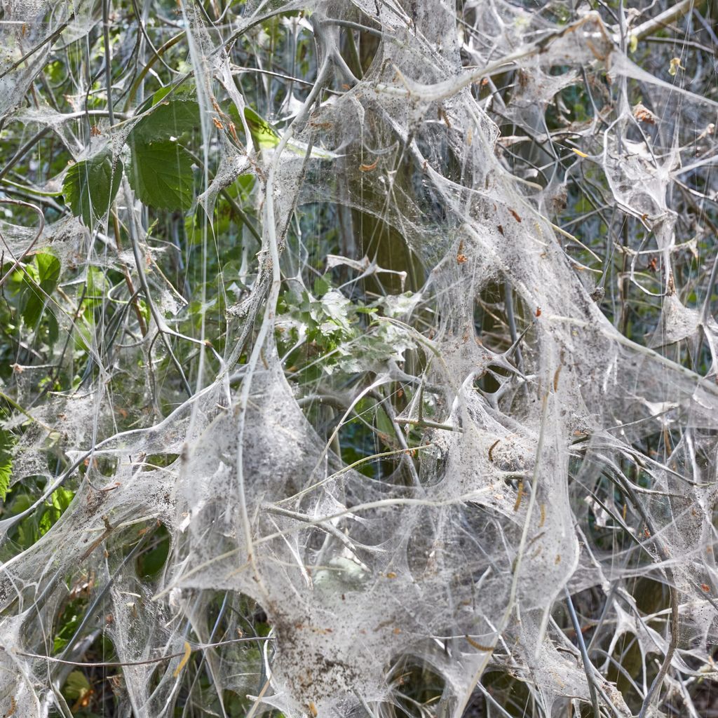 Riesen-Netze der Gespinstmotten sind am Eppendorfer Mühlenteich zu sehen.