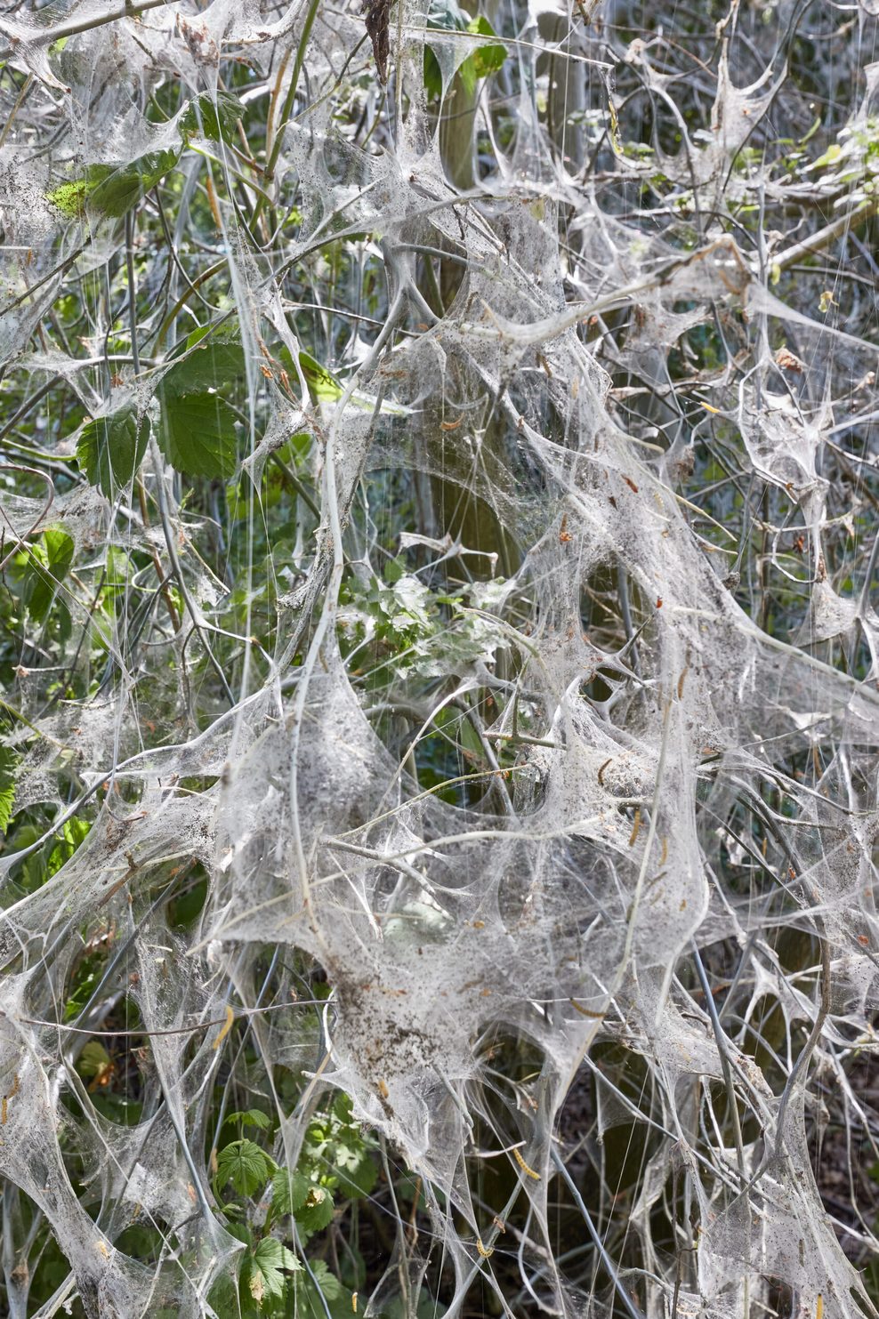 Riesen-Netze der Gespinstmotten sind am Eppendorfer Mühlenteich zu sehen.