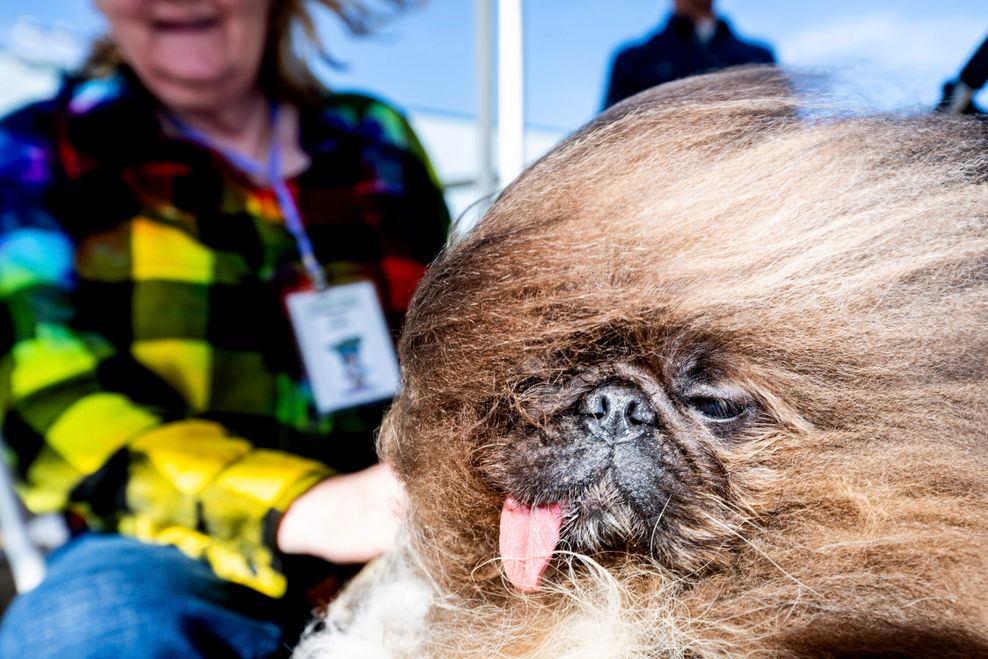 Der sechsjährige Pekinese Wild Thang belegte bei dem Wettbewerb zum „Hässlichsten Hund der Welt“ den 2. Platz.
