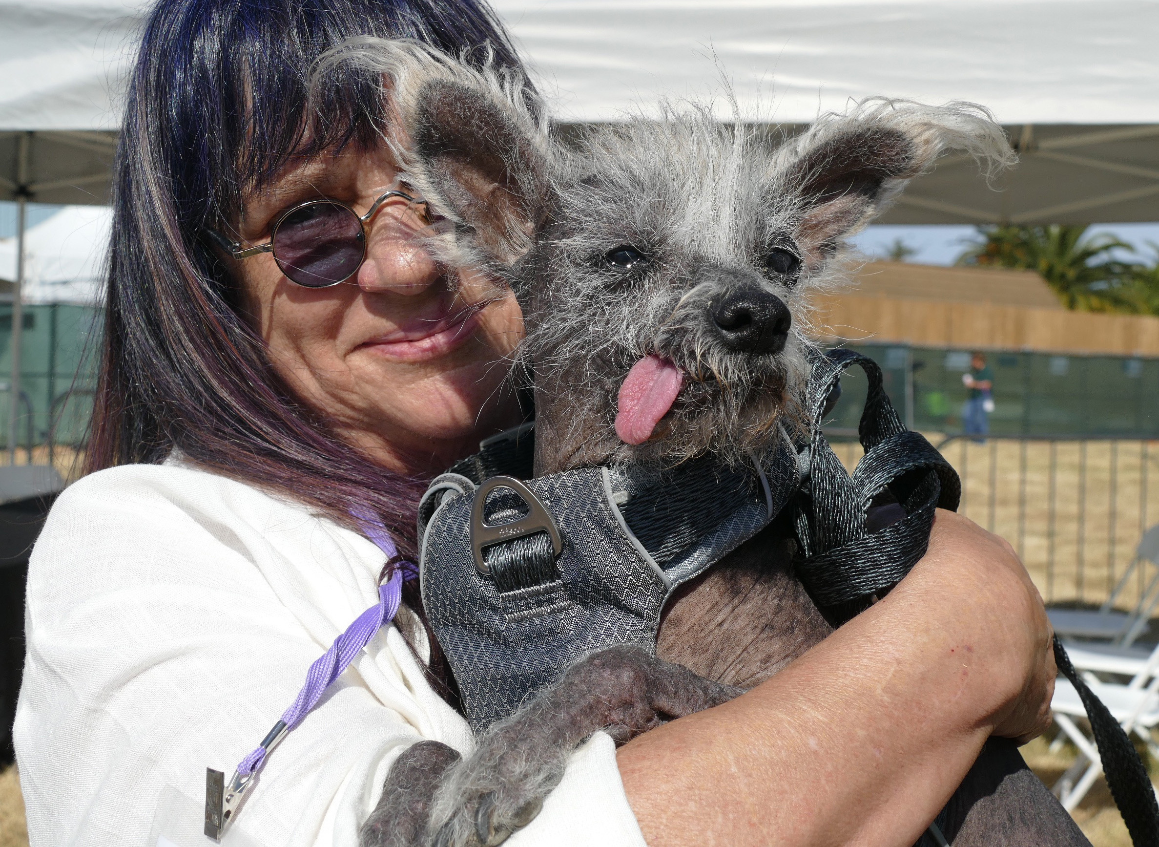 Scooter hat den 1. Preis beim „Hässlichsten Hund der Welt“ in Kalifornien gewonnen.