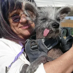 Scooter hat den 1. Preis beim „Hässlichsten Hund der Welt“ in Kalifornien gewonnen.