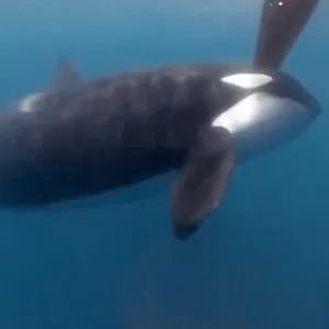 Ein Orca greift ein Boot beim Ocean Race an.