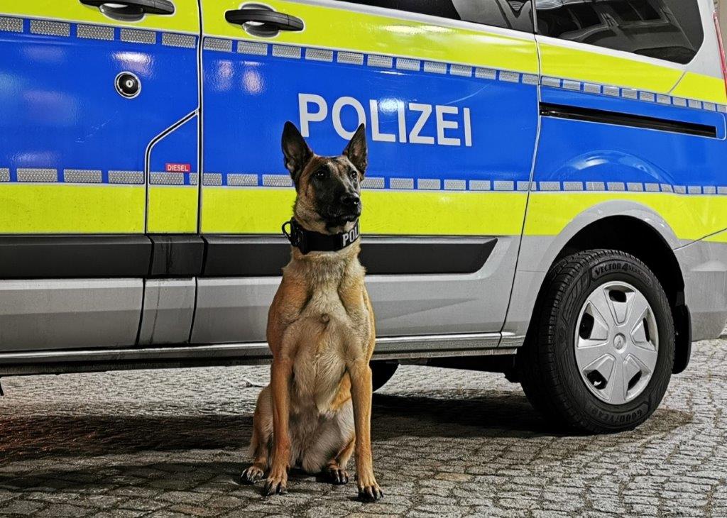 Polizeihund „Boom“ spürte die minderjährigen Einbrecher schnell auf (Archivbild).