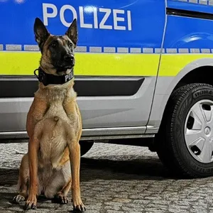 Polizeihund „Boom“ spürte die minderjährigen Einbrecher schnell auf (Archivbild).