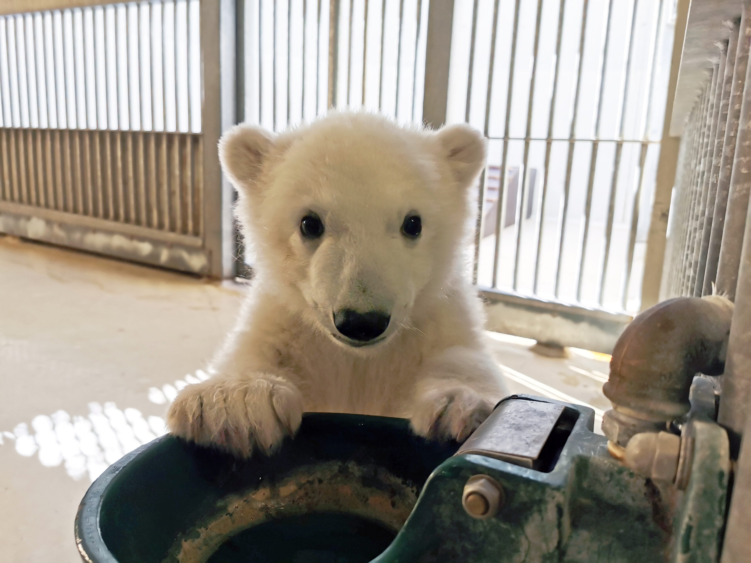 Wie soll das Eisbären-Baby bei Hagenbeck heißen? Darüber ließ der Tierpark seine Follower abstimmen – und rief damit auch Betrüger auf den Plan.