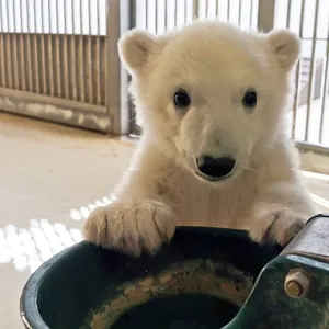 Wie soll das Eisbären-Baby bei Hagenbeck heißen? Darüber ließ der Tierpark seine Follower abstimmen – und rief damit auch Betrüger auf den Plan.
