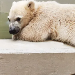 Das Eisbärbaby liegt auf einem Stein.