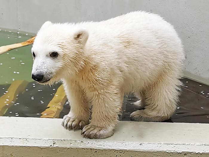 Hagenbecks Eisbärenbaby steht am Beckenrand auf allen Vieren
