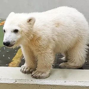 Hagenbecks Eisbärenbaby steht am Beckenrand auf allen Vieren