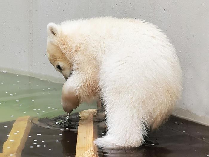 Eisbärenbaby taucht Pfote ins Becken