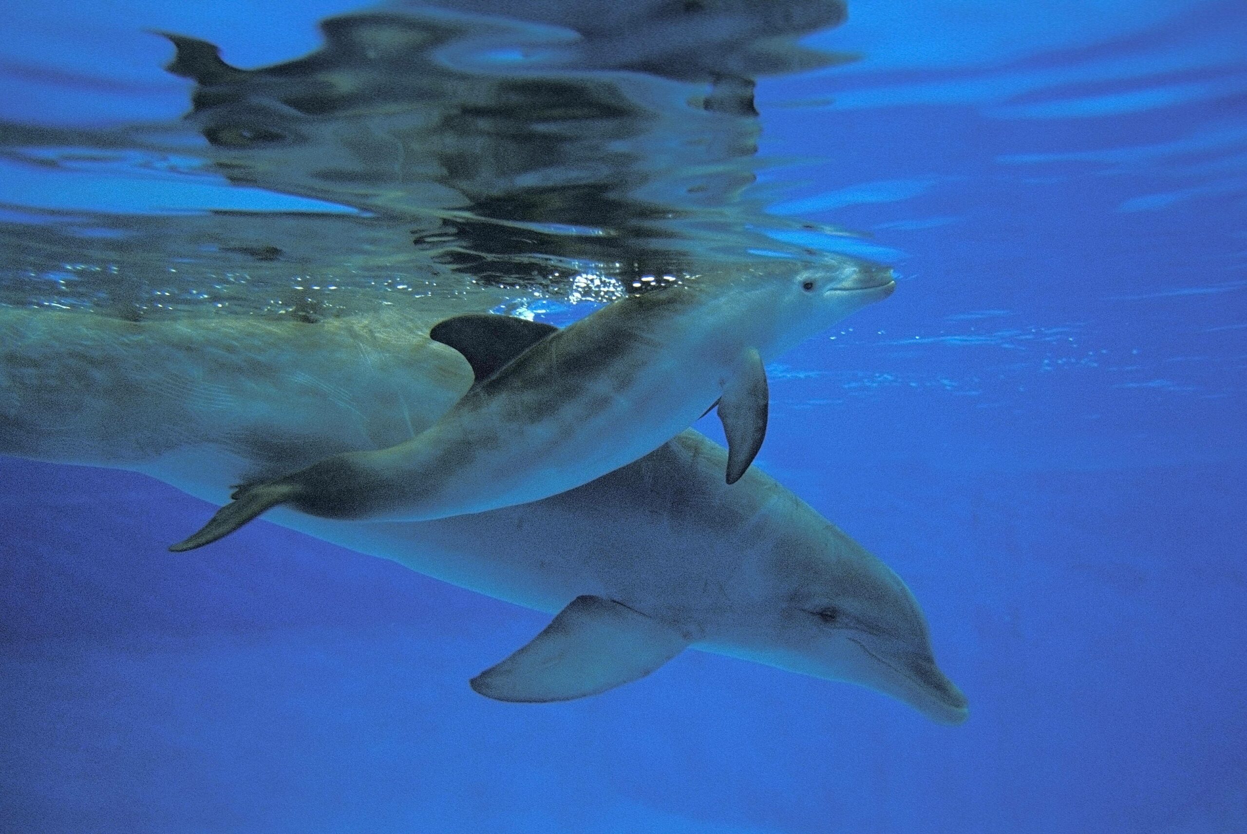 Delfinmutter mit Kind