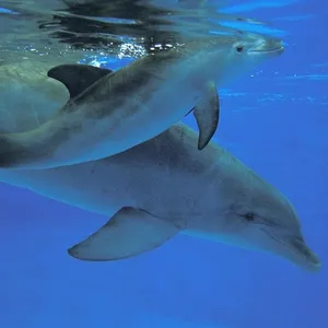 Delfinmutter mit Kind