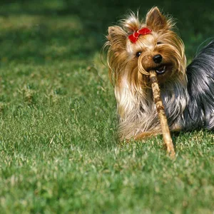 Ein Yorkshire Terrier spielt mit einem Stöckchen (Symbolbild).