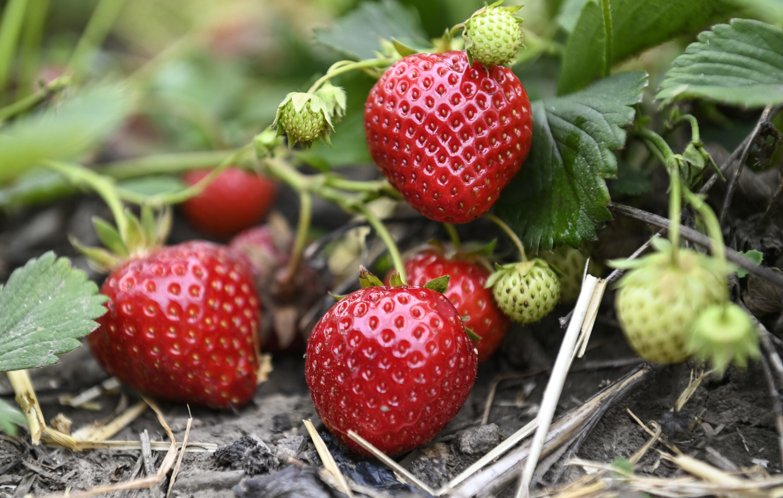 Deutschland ist Hauptexportmarkt für Früchte aus Spanien, das gilt nach Angaben von „Campact“ auch für Erdbeeren.